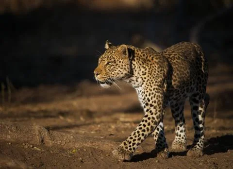 Leopard Stock Photos