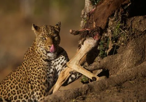 Leopard Stock Photos