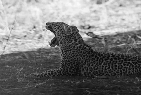 Leopard Stock Photos