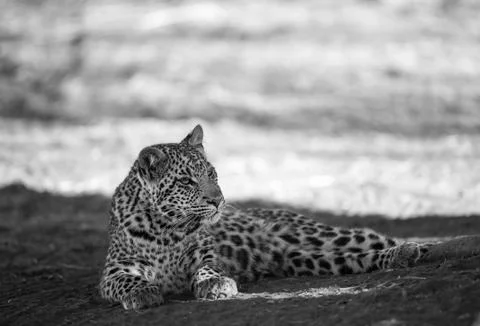 Leopard Stock Photos