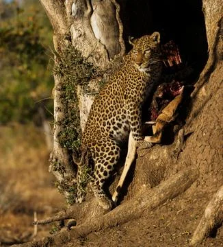 Leopard Stock Photos