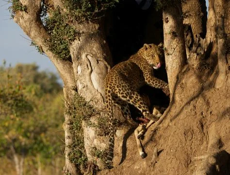 Leopard Stock Photos