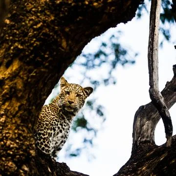 Leopard Stock Photos