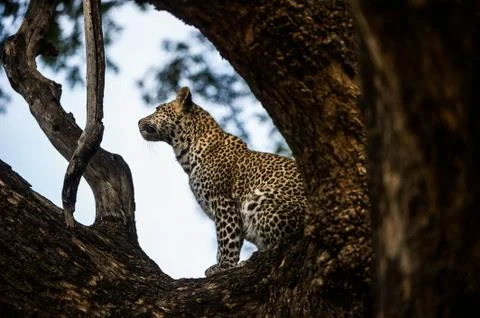 Leopard Stock Photos