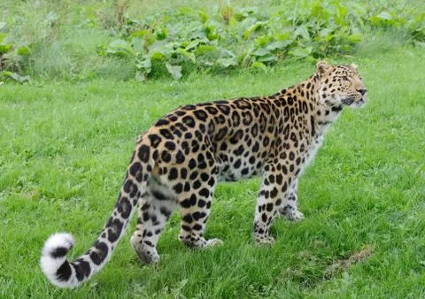 Leopard Stock Photos