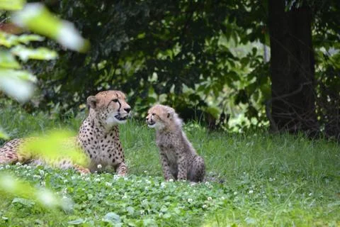 Leopard Stock Photos
