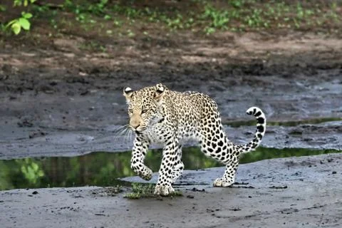 Leopard Stock Photos
