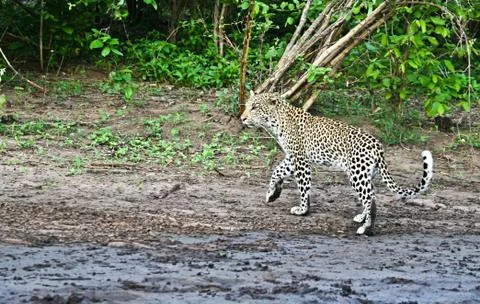 Leopard Fotos Stock