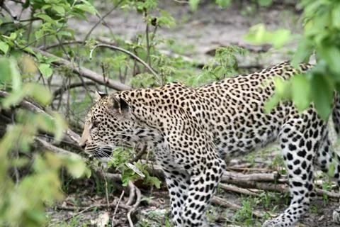 Leopard Stock Photos