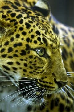 Leopard Stock Photos