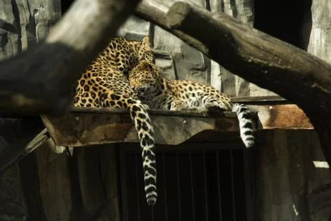 Leopard Stock Photos