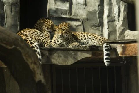 Leopard Stock Photos