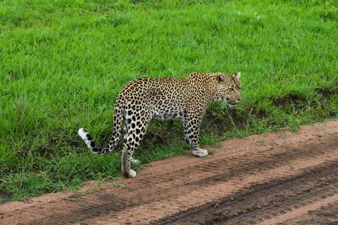 Leopard Stock Photos