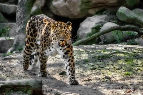 Leopard Stock Photos