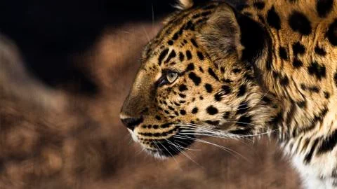 Leopard Stock Photos