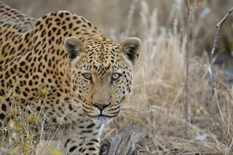 Leopard Stock Photos