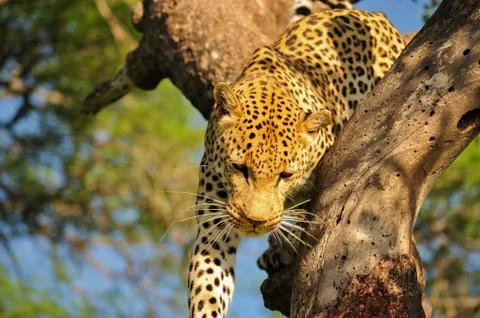 Leopard Stock Photos