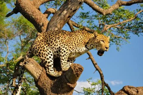 Leopard Stock Photos