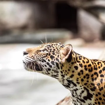 Leopard Stock Photos