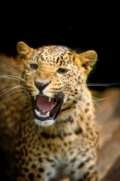 Leopard 写真素材