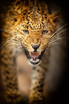 Leopard Stock Photos