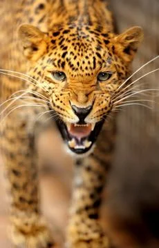 Leopard Stock Photos