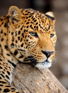 Leopard 스톡 사진