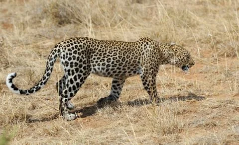 Leopard 写真素材