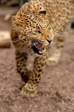 Leopard Foto stock