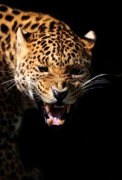 Leopard Stock Photos