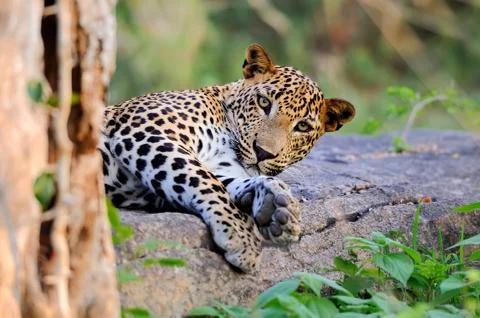 Leopard Stock Photos