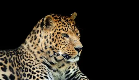 Leopard Stock Photos