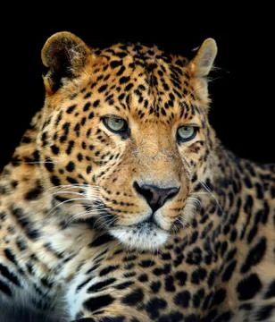 Leopard Foto stock