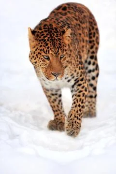 Leopard Stock Photos