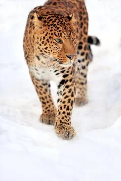 Leopard 스톡 사진