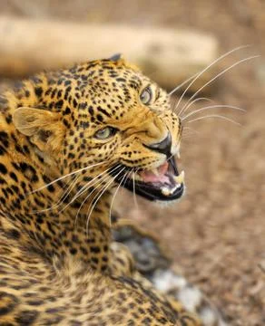 Leopard Stock Photos
