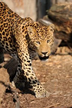 Leopard Fotos de archivo