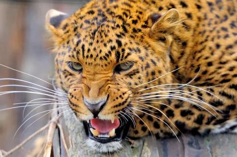 Leopard Stock Photos