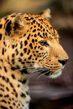 Leopard Stock Photos