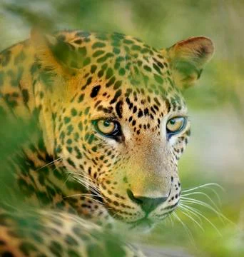 Leopard Foto stock