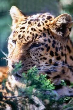 Leopard Stock Photos