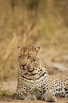 Leopard Stock Photos