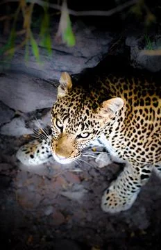 Leopard Stock Photos