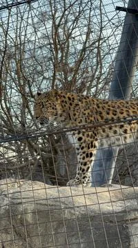 Leopard Stock Photos