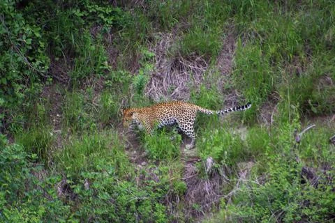 Leopard Stock Photos