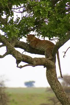 Leopard Stock Photos