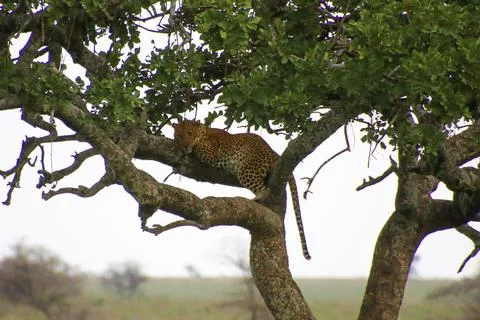 Leopard Stock Photos