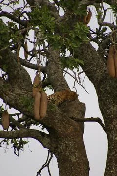 Leopard Stock Photos