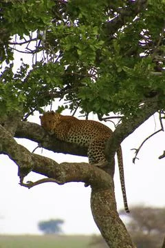 Leopard Stock Photos