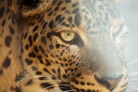 Leopard Stock Photos
